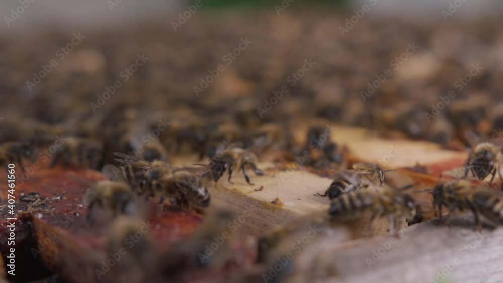 Beekeeper working with beehives in the countryside