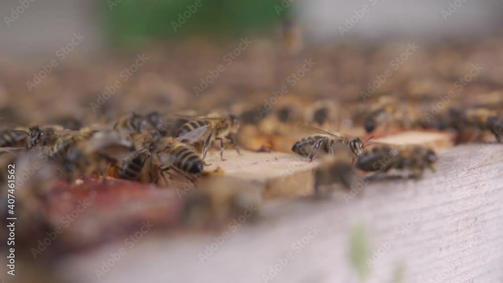Beekeeper working with beehives in the countryside Beekeeper working with beehives in the countryside
