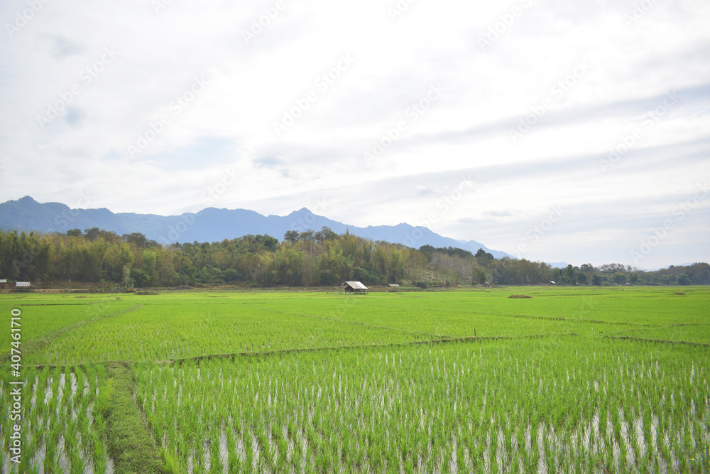 Nature green cornfield in the mountain background Laos PDR 2021 Nature green cornfield in the mountain background Laos PDR 2021
