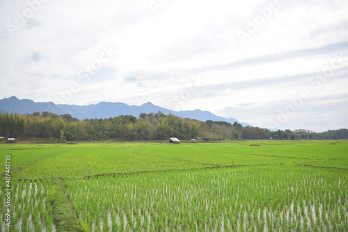 Nature green cornfield in the mountain background Laos PDR 2021