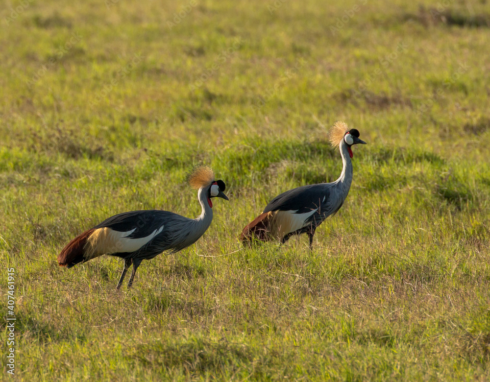 Fototapeta premium two crowned cranes in savannah
