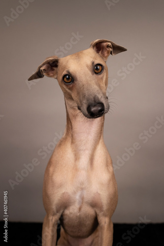 adorable and curious brown dog Italian greyhound with big brown eyes and big black nose portrait on grey and brown background in studio