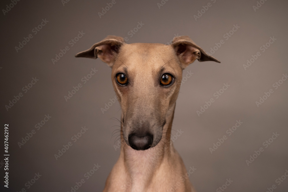 adorable and curious brown dog Italian greyhound with big brown eyes and big black nose portrait on grey and brown background in studio adorable and curious brown dog Italian greyhound with big brown eyes and big black nose portrait on grey and brown background in studio