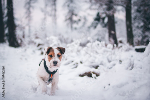Cute Parson Russell Terrier Winter Portrait
