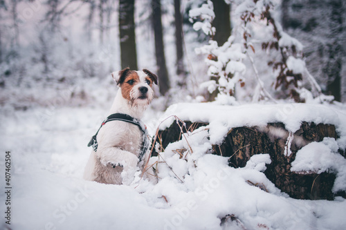 Fototapeta Naklejka Na Ścianę i Meble -  Cute Parson Russell Terrier Winter Portrait