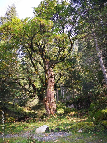 Märchenbaum am Johanneswasserfall ist Österreich photo