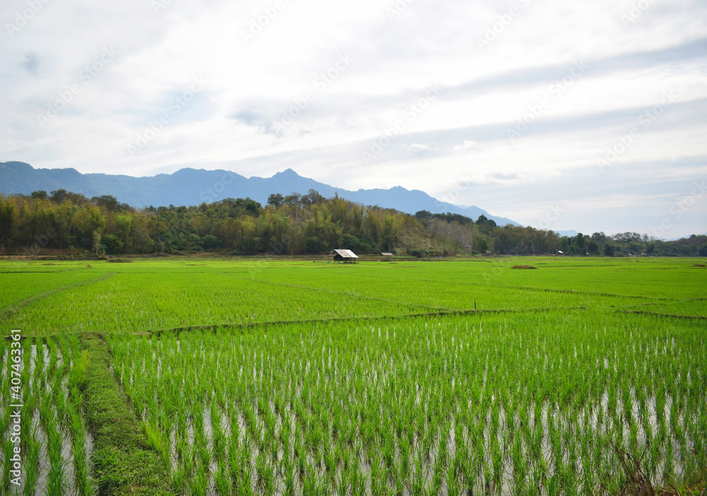 Nature green cornfield in the mountain background Laos PDR 2021 Nature green cornfield in the mountain background Laos PDR 2021