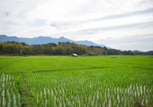 Nature green cornfield in the mountain background Laos PDR 2021