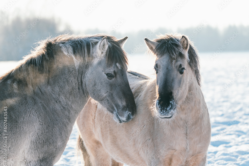 Obraz premium Gray and white horse is walking on the snow field in winter. the breath of the horses appears, cold weather