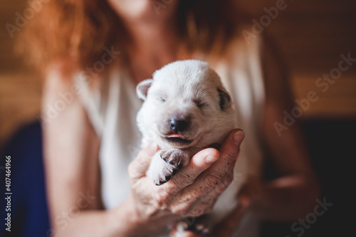 Valokuvatapetti Newborn swiss shepherd lying in breeder hands