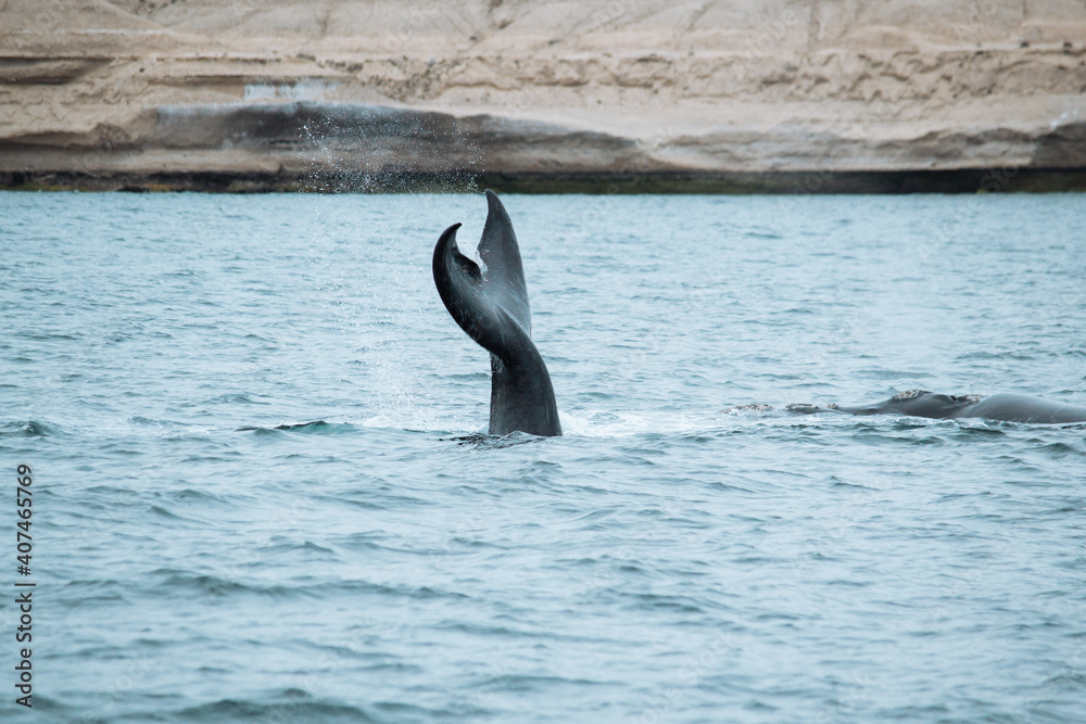 Fototapeta premium Las ballenas salieron a jugar