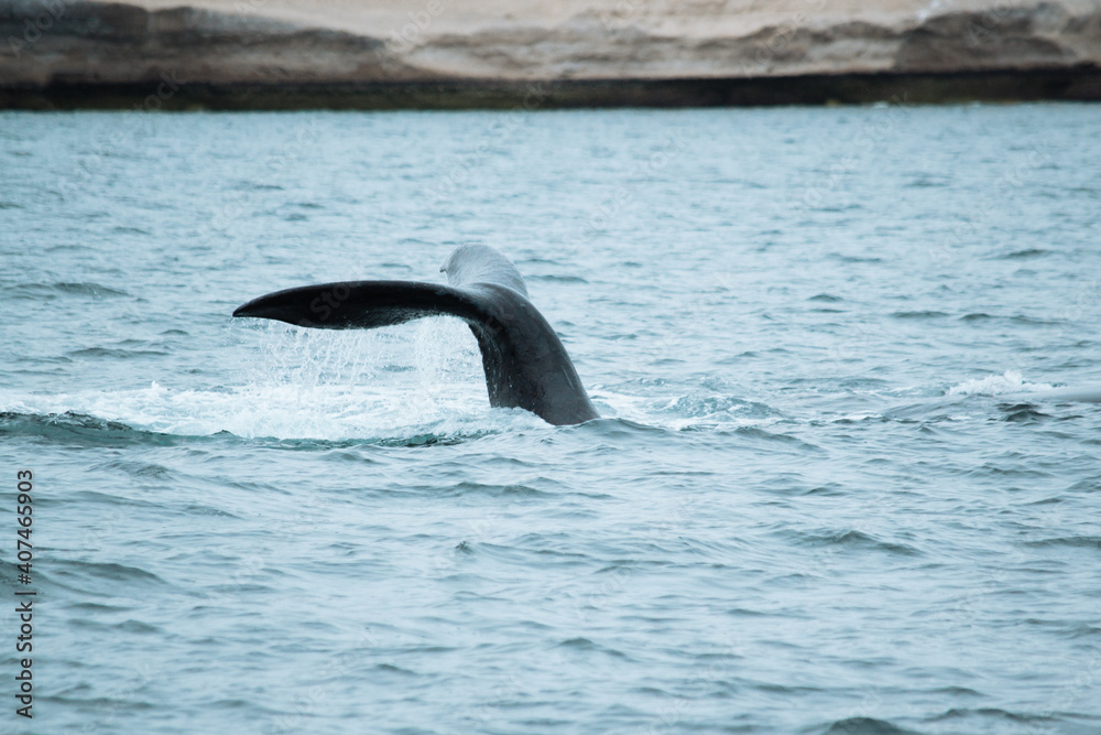 Obraz premium Las ballenas salieron a jugar