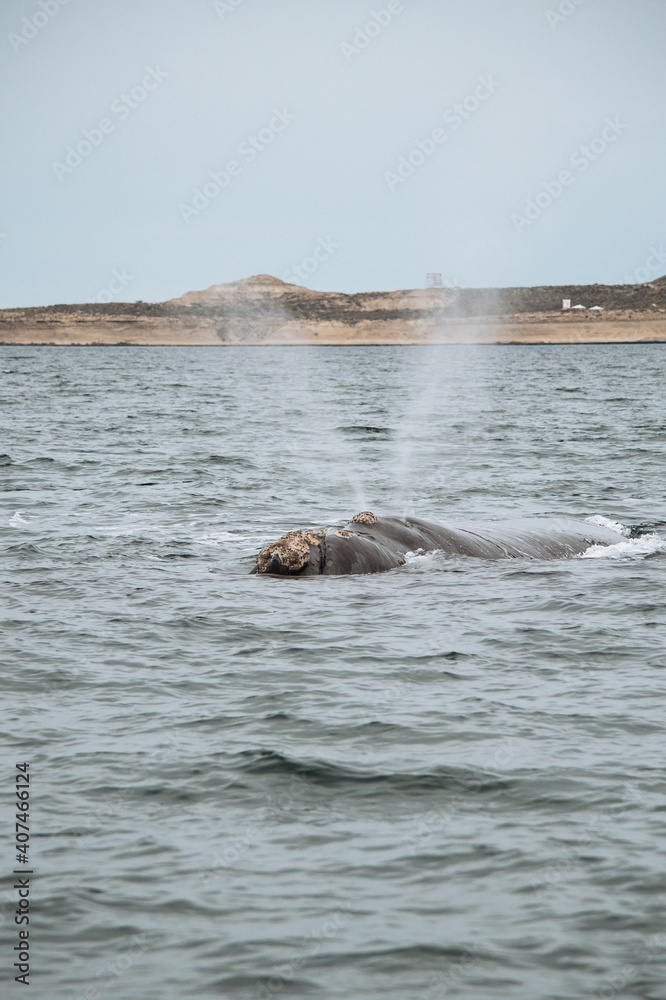 Obraz premium Las ballenas salieron a jugar
