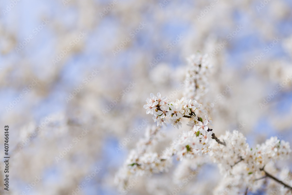 Cherry trees bloom in spring. White cherry blooming. Spring clear sunny blue sky day. Selective focus. Free space. Cherry trees bloom in spring. White cherry blooming. Spring clear sunny blue sky day. Selective focus. Free space.