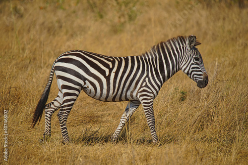 A zebra walks on the grass. Large numbers of animals migrate to the Masai Mara National Wildlife Refuge in Kenya  Africa. 2016.