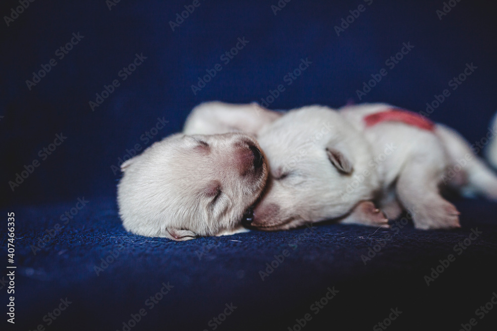 Fototapeta premium Potrait of more young white puppys lying on a Blanket. swiss shepherd siblings sleeping on a blanket