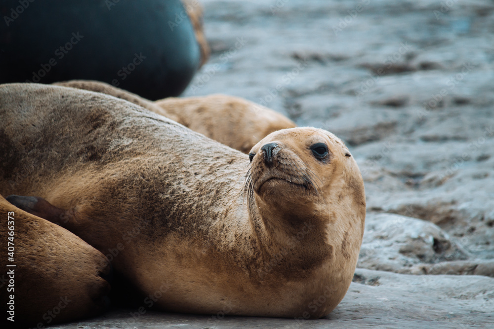 Fototapeta premium La fauna de puerto madryn: lobos marinos