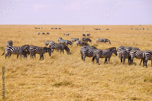 A group of zebras rest and eat grass on the dry grasslands. Large numbers of animals migrate to the Masai Mara National Wildlife Refuge in Kenya  Africa. 2016.