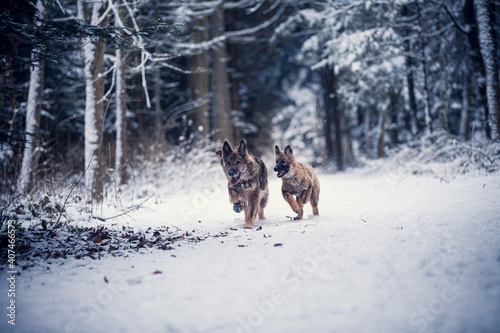 Adult german shepherd standing in the snow with a snowy face. Dog on a walk in winter