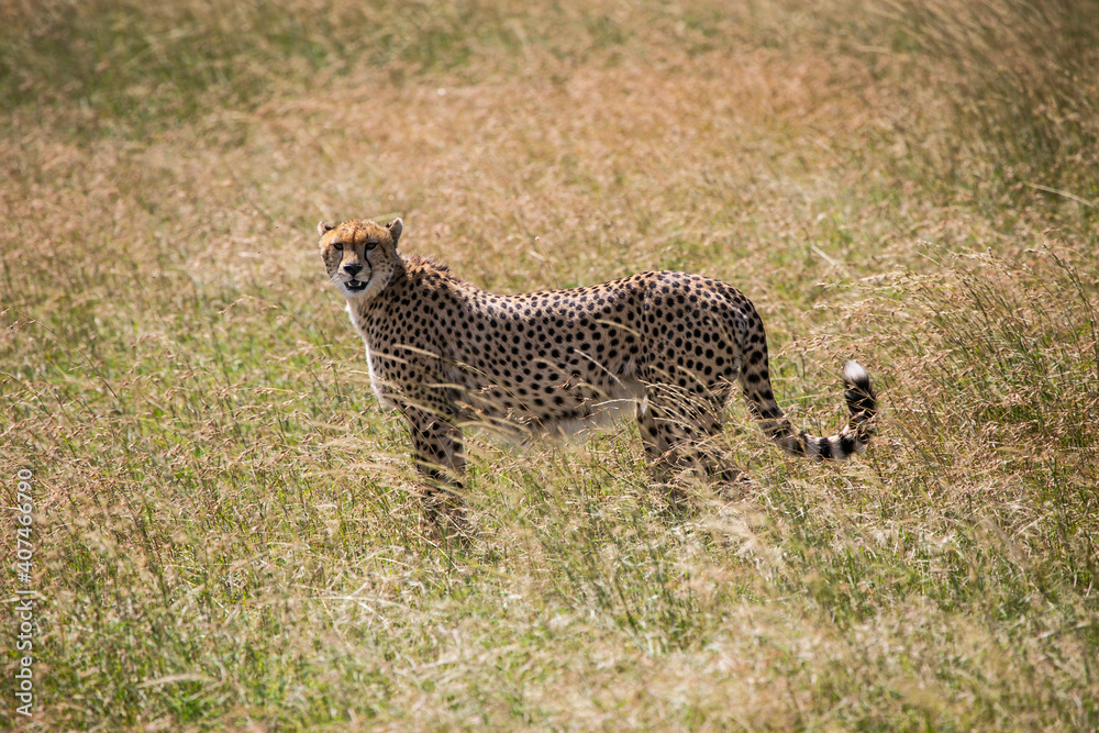 Cheetah watching for the hunt in Serengeti National Park of Tanzania, East Africa... Cheetah watching for the hunt in Serengeti National Park of Tanzania, East Africa...