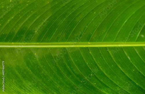 Green leaf  texture background