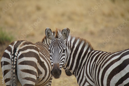 Two zebras  one staring into the camera. One tail faces the lens. Large numbers of animals migrate to the Masai Mara National Wildlife Refuge in Kenya  Africa. 2016.