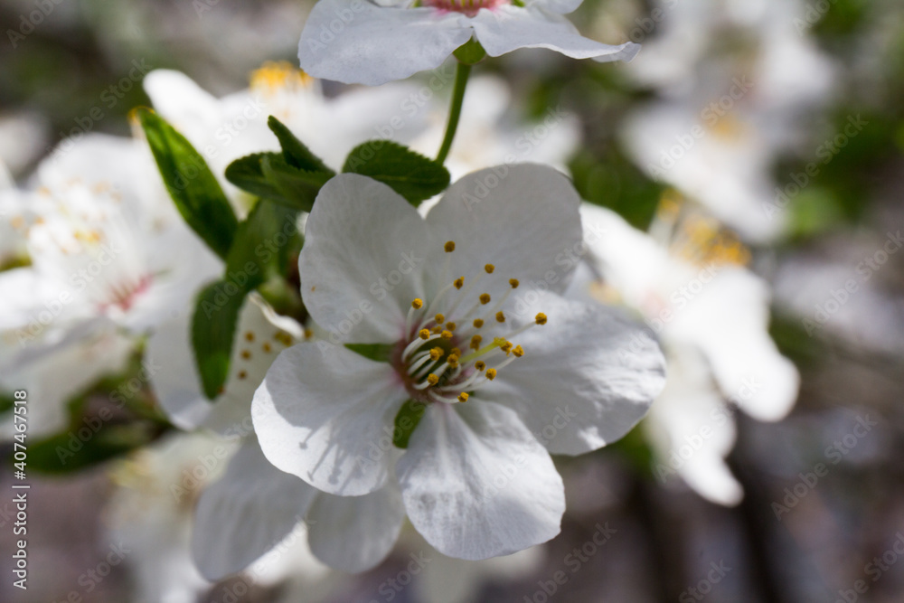 The plum blossom is the flower representing the early spring The plum blossom is the flower representing the early spring