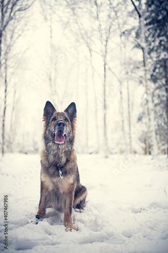 Adult german shepherd standing in the snow with a snowy face. Dog on a walk in winter