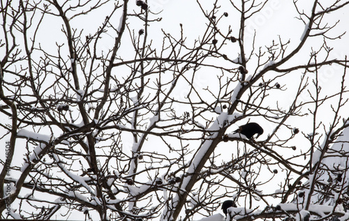 Ravens in a walnut tree in winter. Silhouettes of crows on bare winter branches with snow. Hibernating birds feed on nuts. Ravens in a walnut tree in winter.