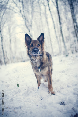 Adult german shepherd standing in the snow with a snowy face. Dog on a walk in winter © lichtflut_photo