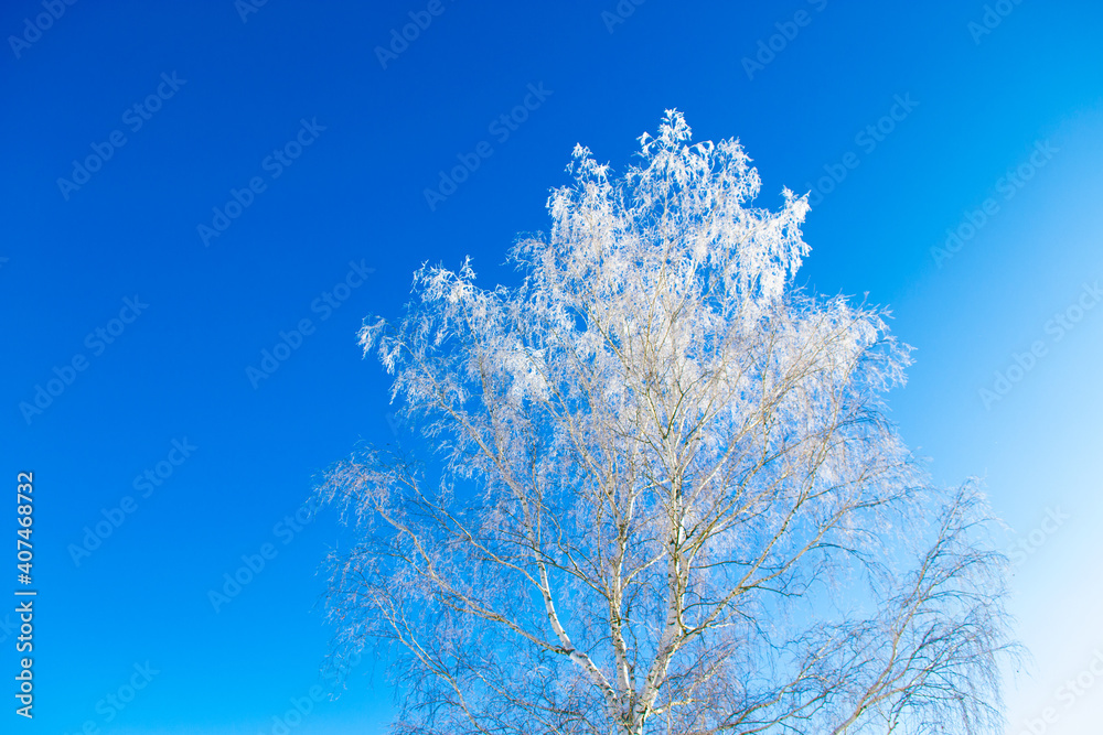  Frozen winter forest with snow covered trees.