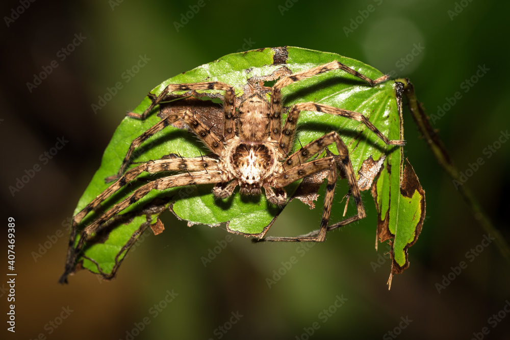 The little spider