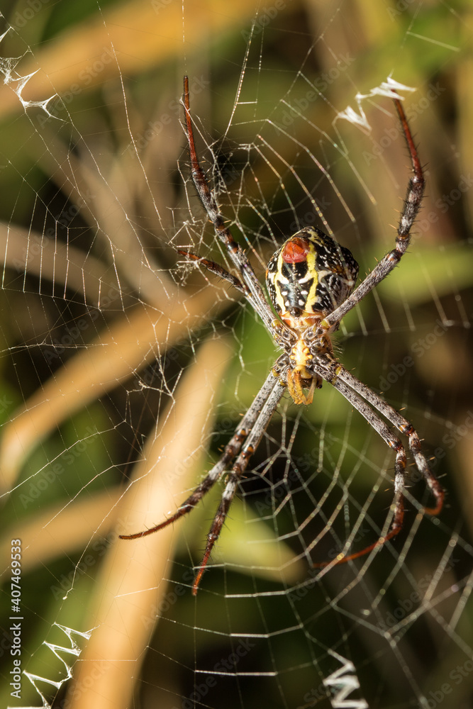 The little spider