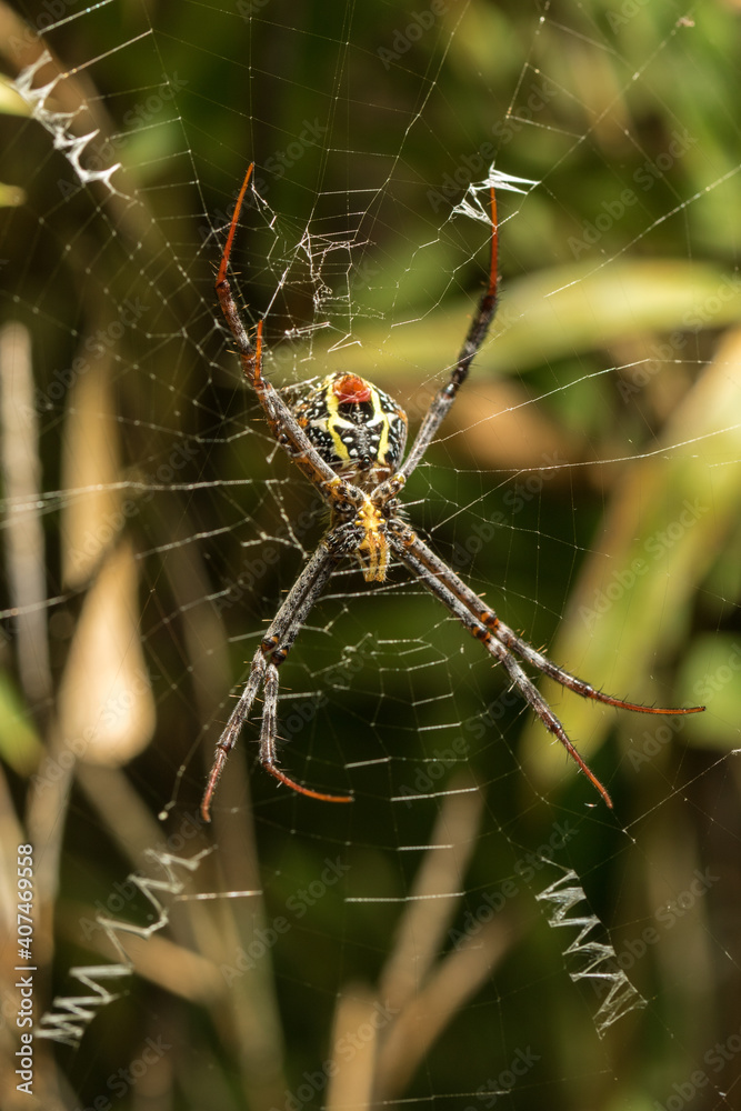 The little spider
