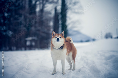 Portait of an red shiba inu standing in a winter landscape. Dog in the snow. © lichtflut_photo