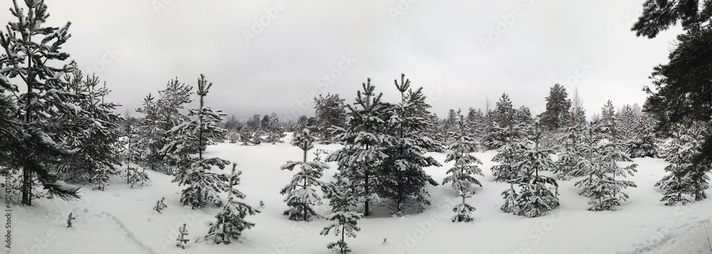 panorama of the winter forest on a cloudy day panorama of the winter forest on a cloudy day