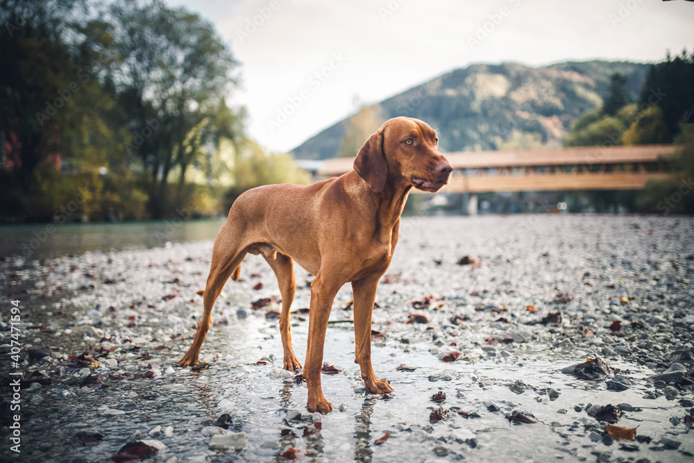 Portrait of an proud Magyar Vizla close to the river. Beautiful dog lying/standing on rocks. 