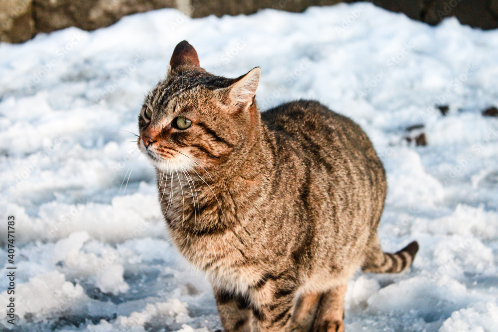 cat in winter