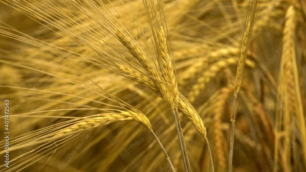 Wind waves large ears of golden, ripe rye on agricultural field. Bread harvest concept Wind waves large ears of golden, ripe rye on agricultural field. Bread harvest concept