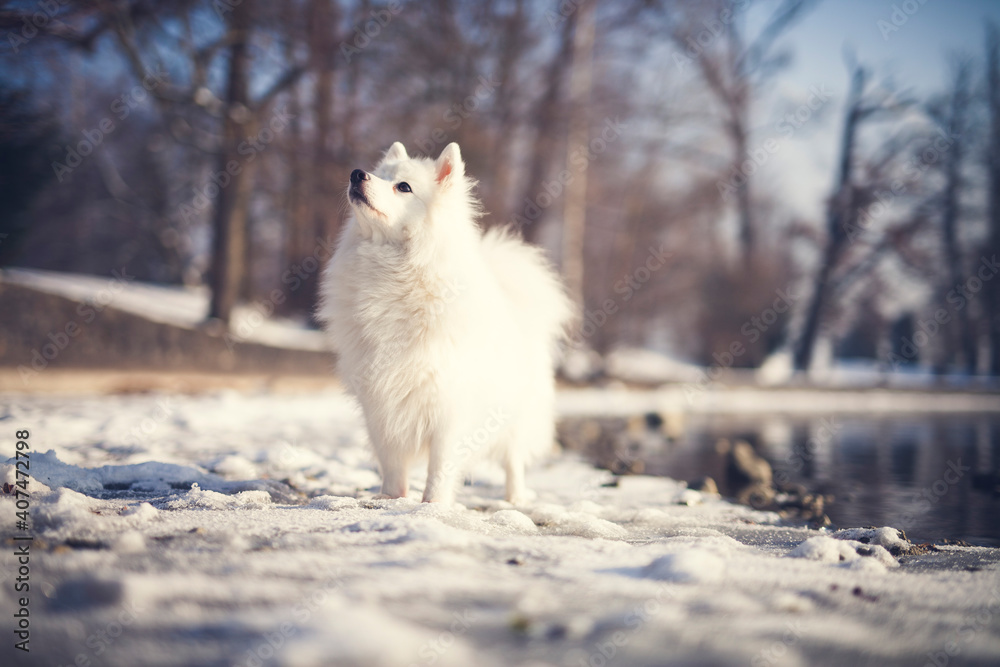 Obraz premium Japanischer Spitz sitzt auf einem Stein im See. Portrait von einem weißen Hund beim Wasser