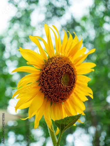 On the day when the sunflowers are in full bloom, bright, lively.