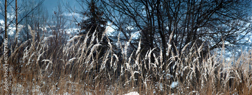 Grass in the snow in winter in the mountains