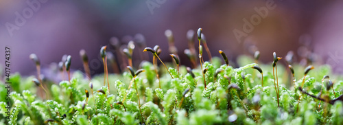 Forest green and moist moss sporophytes macro texture, with rain drops on and blurred pastel purple bokeh web banner background, selective focus
