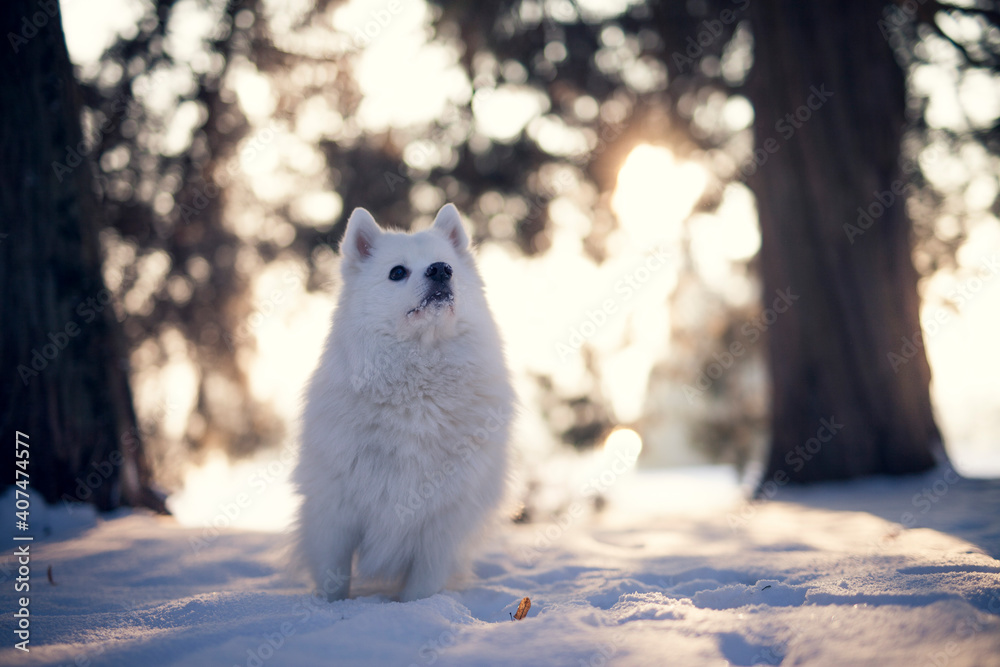 Japan Spitz im Winter beim Sonnenuntergang. Weißer Hund steht im Park bei Schnee. 