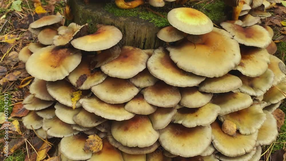 Fungi mushrooms at a stump in the forest at fall. Lift from bottom to top. Fungi mushrooms at a stump in the forest at fall. Lift from bottom to top.