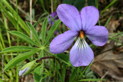 wild violet