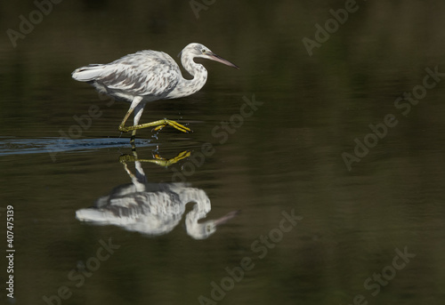 Foto Juvenile Western reef heron fishing at Tubli bay, Bahrain