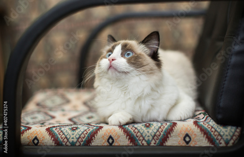 Beautiful young white purebred Ragdoll cat with blue eyes photo