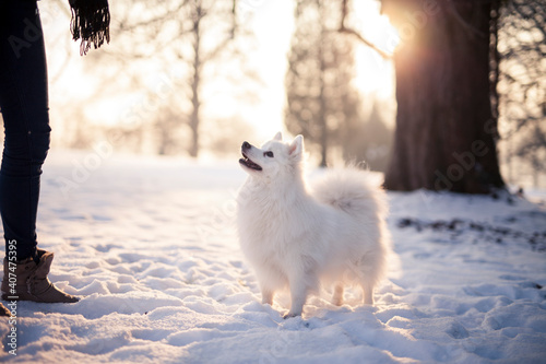 Japan Spitz im Winter beim Sonnenuntergang. Weißer Hund steht im Park bei Schnee. 