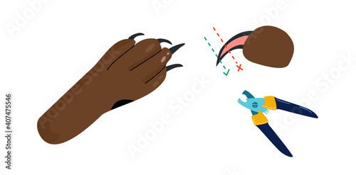 How to take care of dog`s feet instruction.Grooming salon or hygiene at home.Correct clipping of nails or claws paw protection.Pet health.Vector banner in flat style.Veterinary. Pedicur equipment